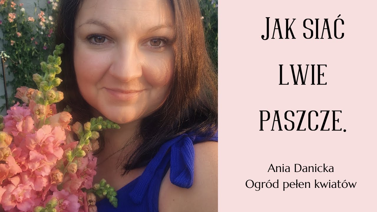 Jak z sukcesem wysiać lwie paszcze.