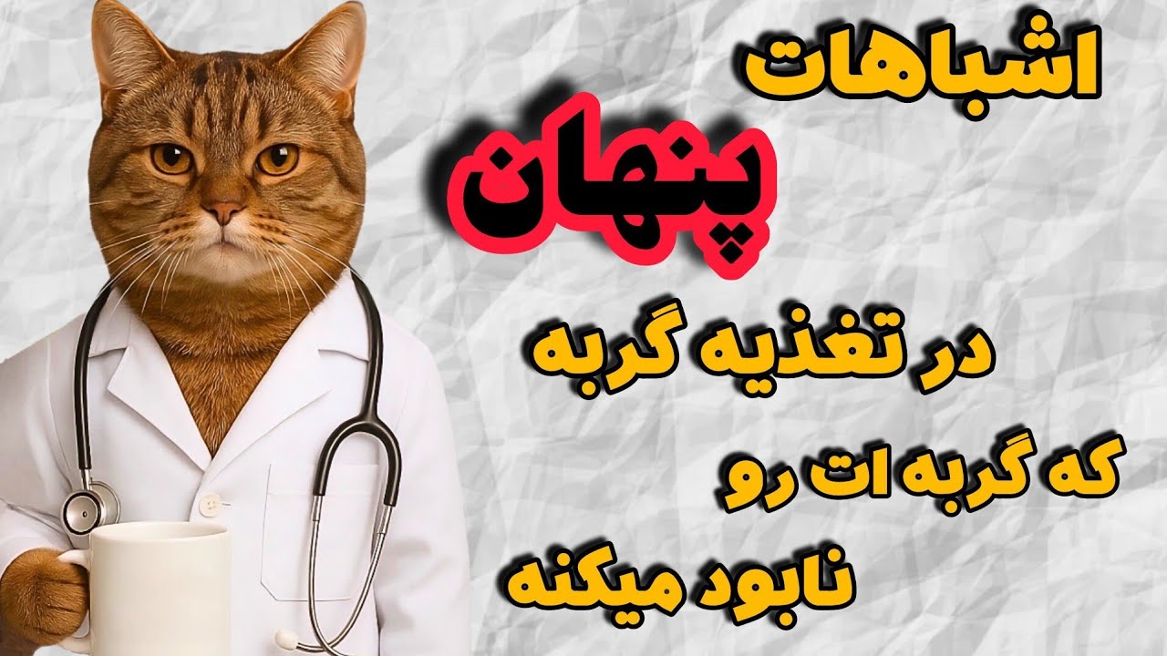 تغذیه درست و صحیح گربه | اشتباهات خطرناکی در رژیم غذایی گربه که خیلی ها خبر ندارند🤦‍♀️
