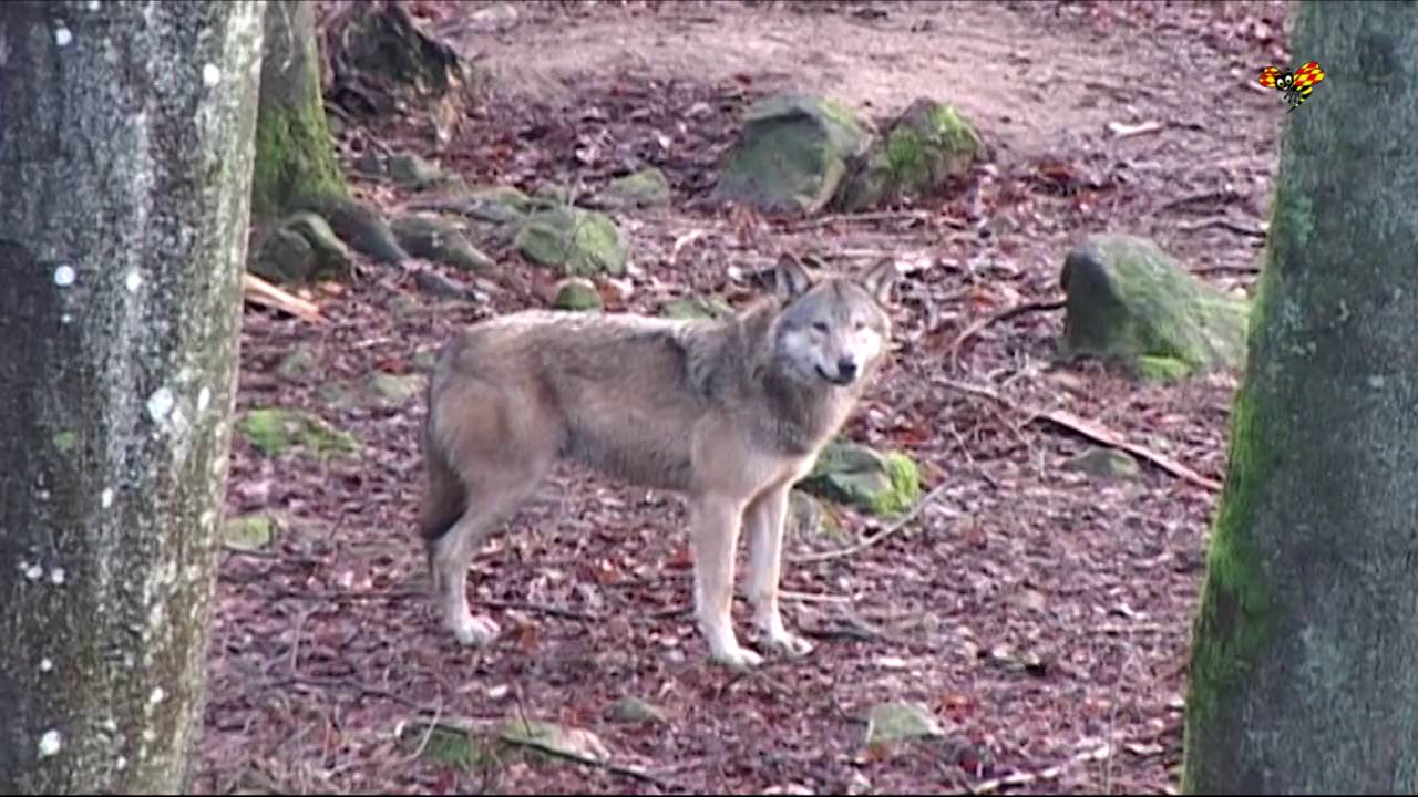 Dödades av varg - nu används 20 år gammal film i utredning