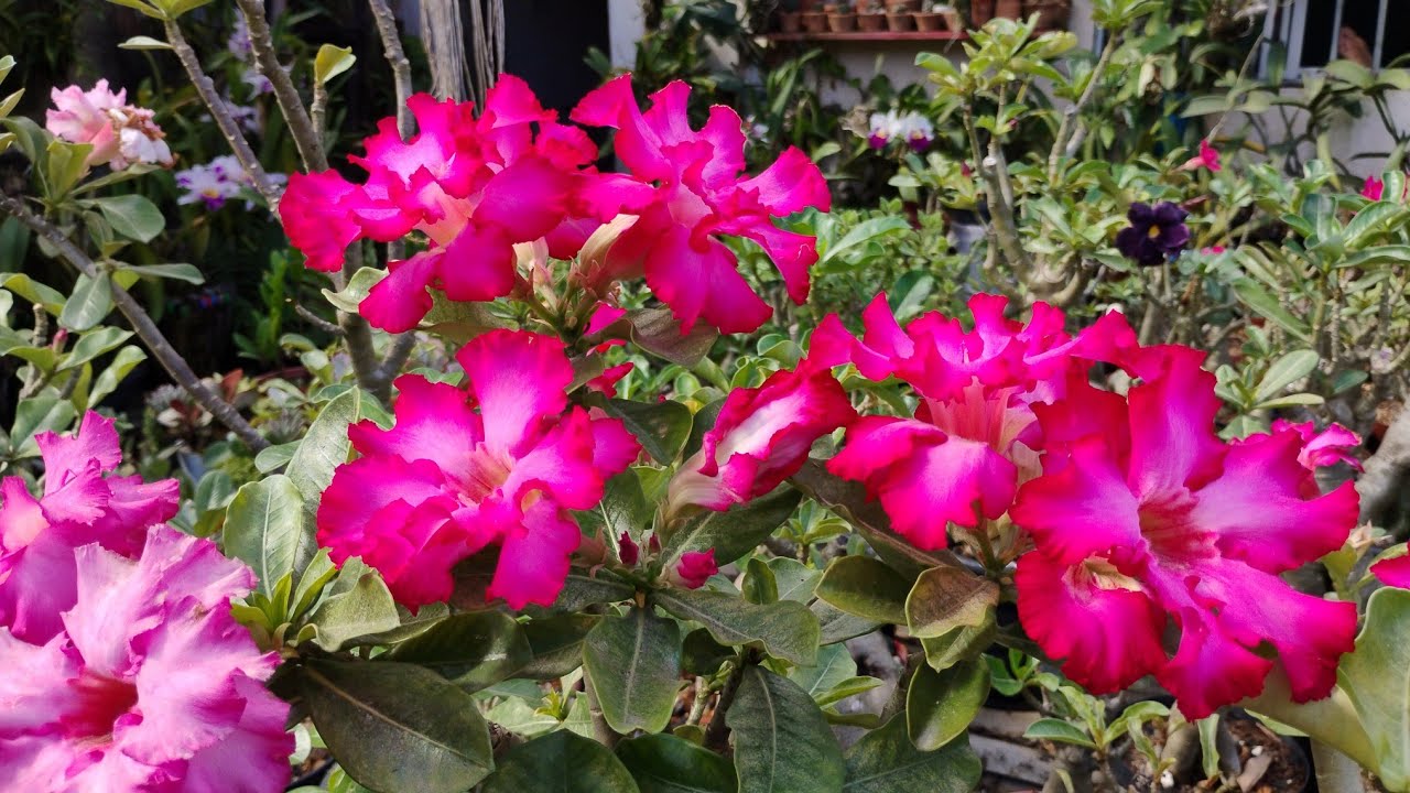 muitas flores 🌷+ roupa 👗 lindas para minhas Rosas do deserto❤️.