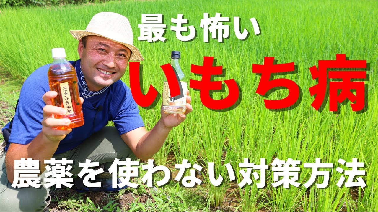 【自然稲作】稲の病気で最も怖い、いもち病！無農薬での対策方法