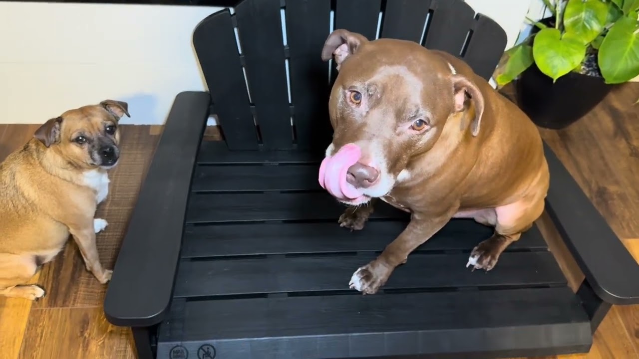 Fancyango Resin Dog Sofa  | Why I'm loving it! #amazoninfluencer