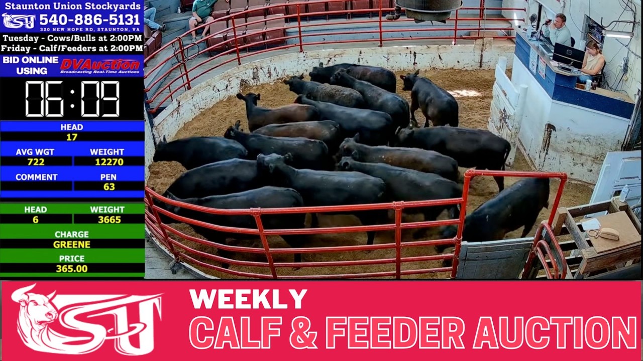 STAUNTON UNION STOCKYARD | Weekly All-Class Cattle Auction #FeederCattle #virginiaag  7/10/2026
