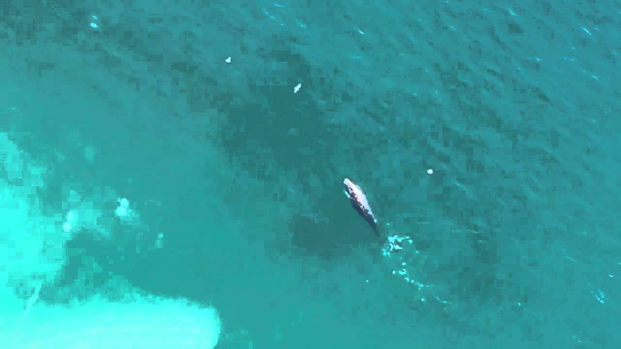 TAMMP Whale Sighting