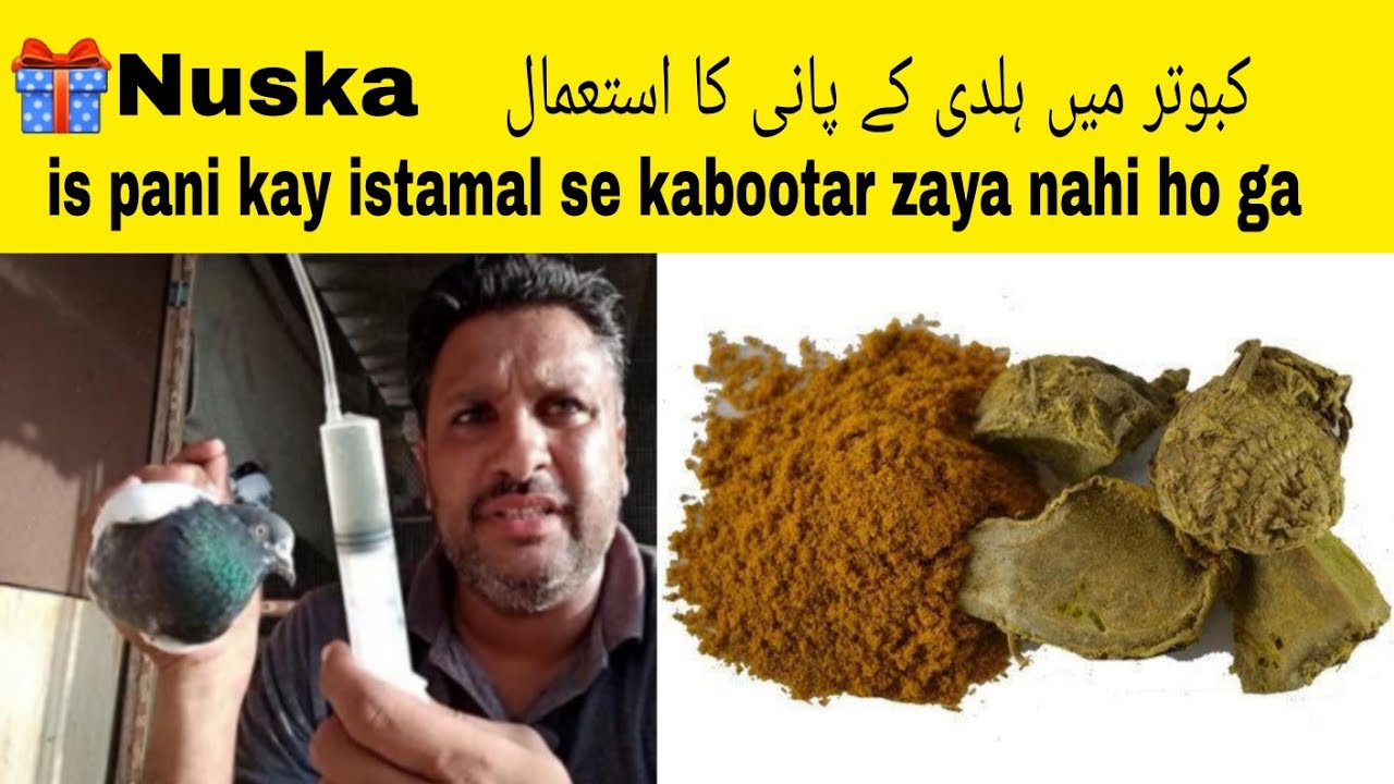 🎁parwazi tips kabootar ki کبوتر کی پروازی ٹپ