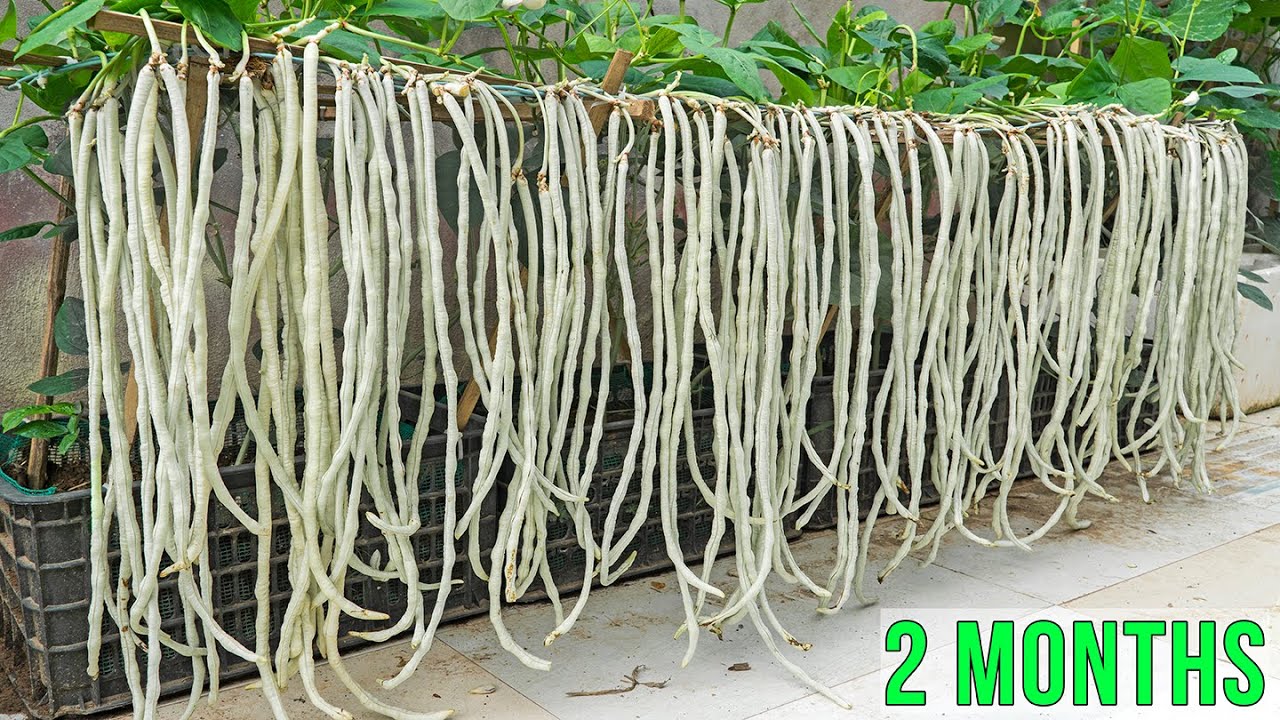 Turn Trash Into Treasure | Grow Long Beans in Recycled Baskets for Delicious, Plentiful Fruit