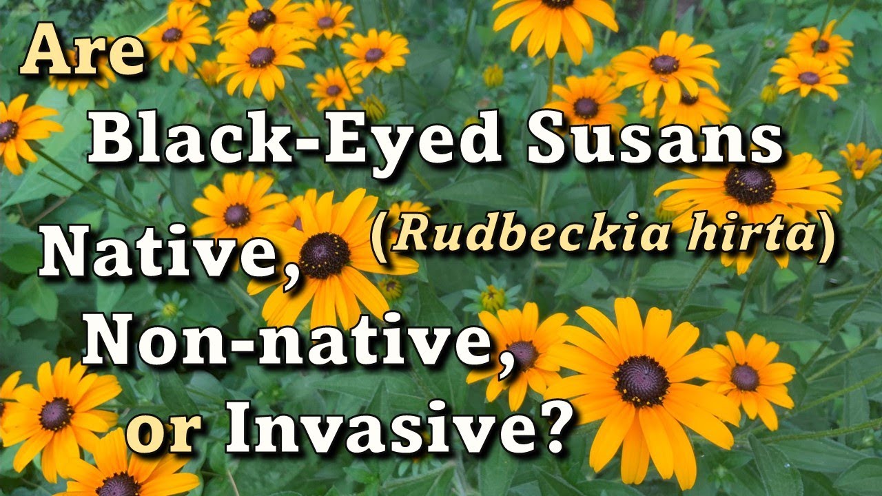 Is Rudbeckia hirta (Black Eyed Susan) Native, Non-native, or Invasive to North America?