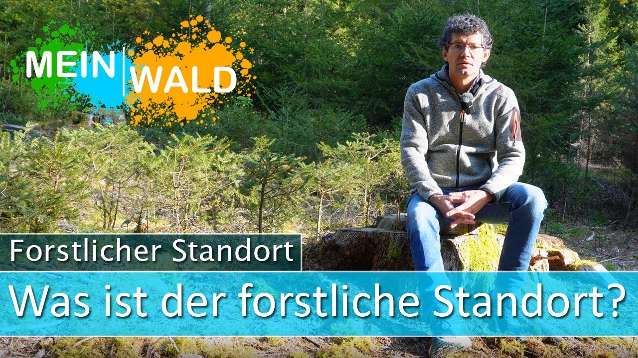 🌎🌱Was ist der forstliche Standort - Alle Infos
