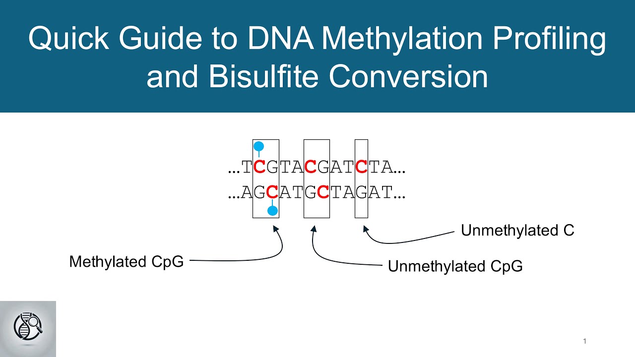 Quick Guide to DNA Methylation Profiling and Bisulfite Conversion
