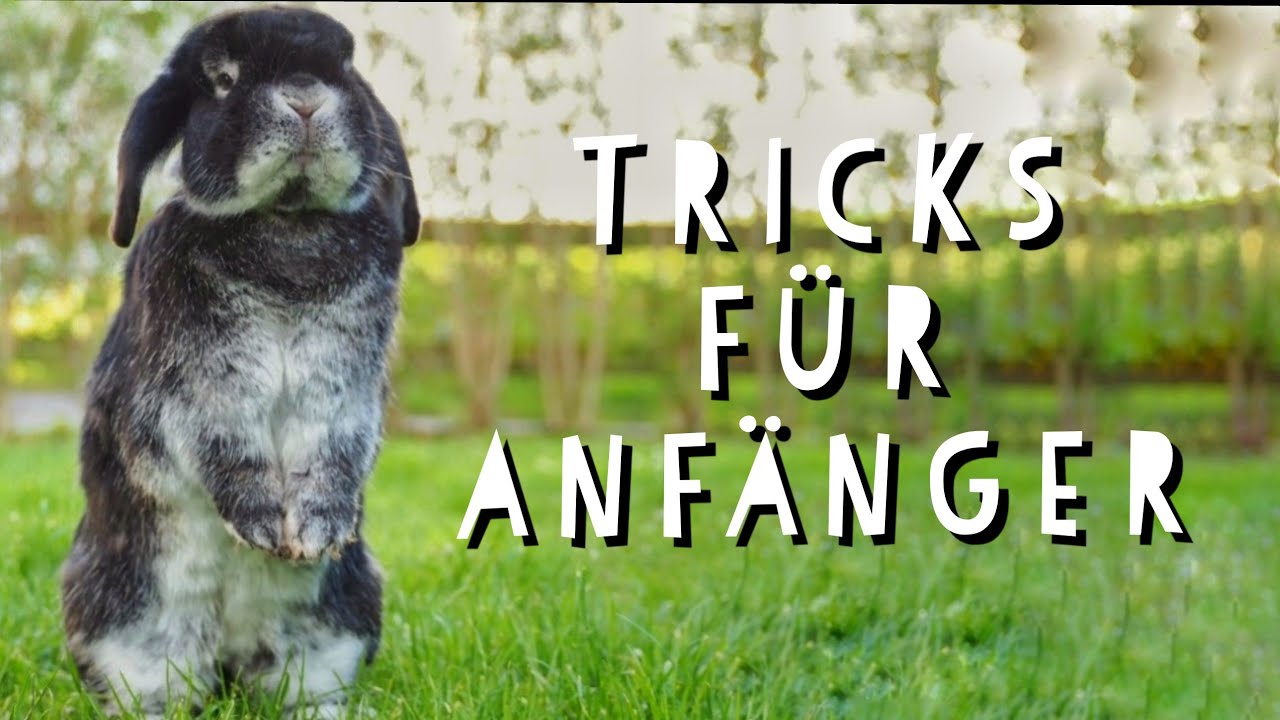 Kaninchen TRICKS beibringen für ANFÄNGER 😍 || Pfötchenbande