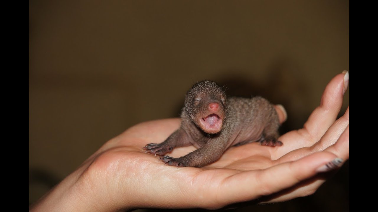 Banded Mongoose Babies