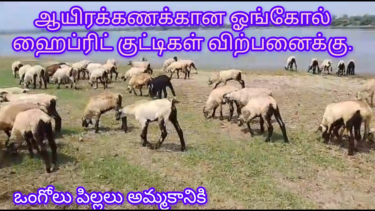 இதை செய்யாதீர்கள்.1000 குட்டிகள் விற்பனைக்கு.ஓங்கோல் Hybrid.#farming #ఒంగోలు #sheep #పిల్లలు #sales