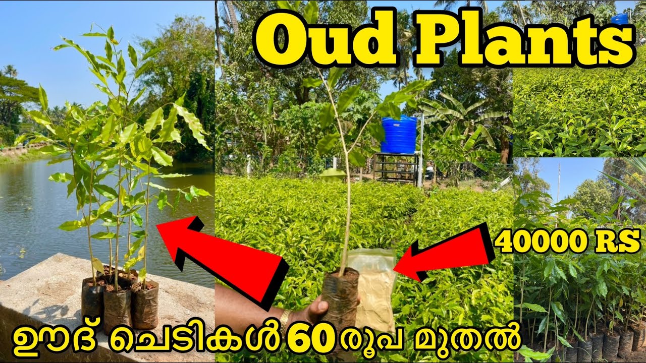 3 വർഷം 18 ഇഞ്ച് വണ്ണം|1 സെൻറ് സ്ഥലത്ത് 10 തൈകൾ|ഊദ് തൈകൾ 60 രൂപ മുതൽ|#oud #oudplants #oudtree