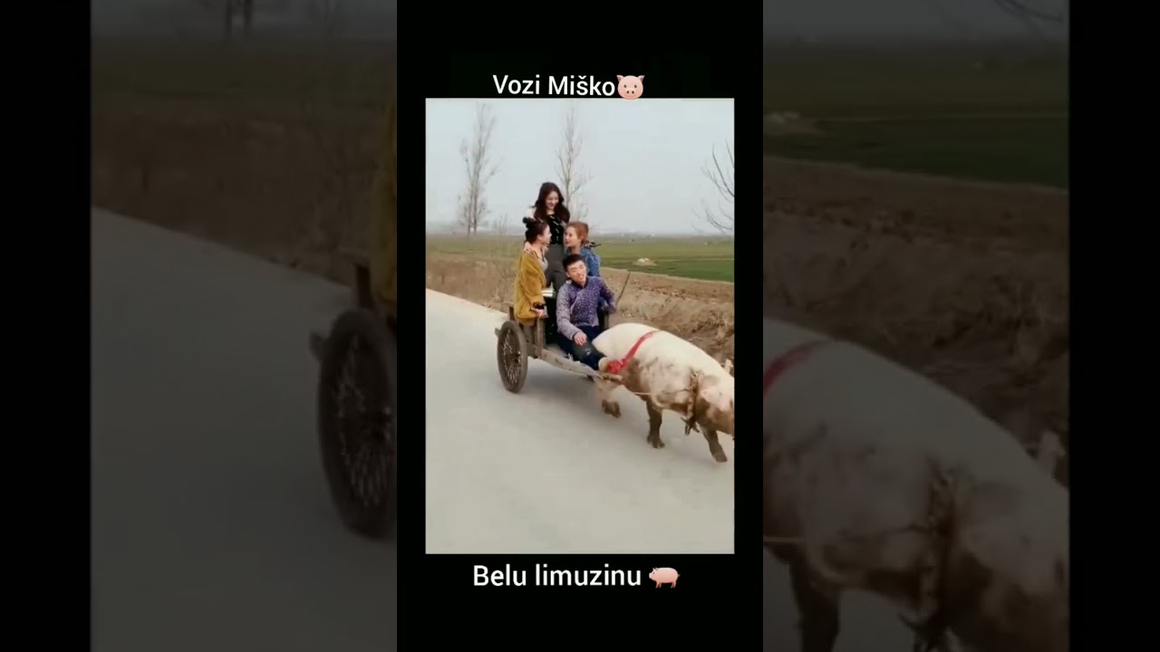 vozi Mi&scaron;ko belu limuzinu