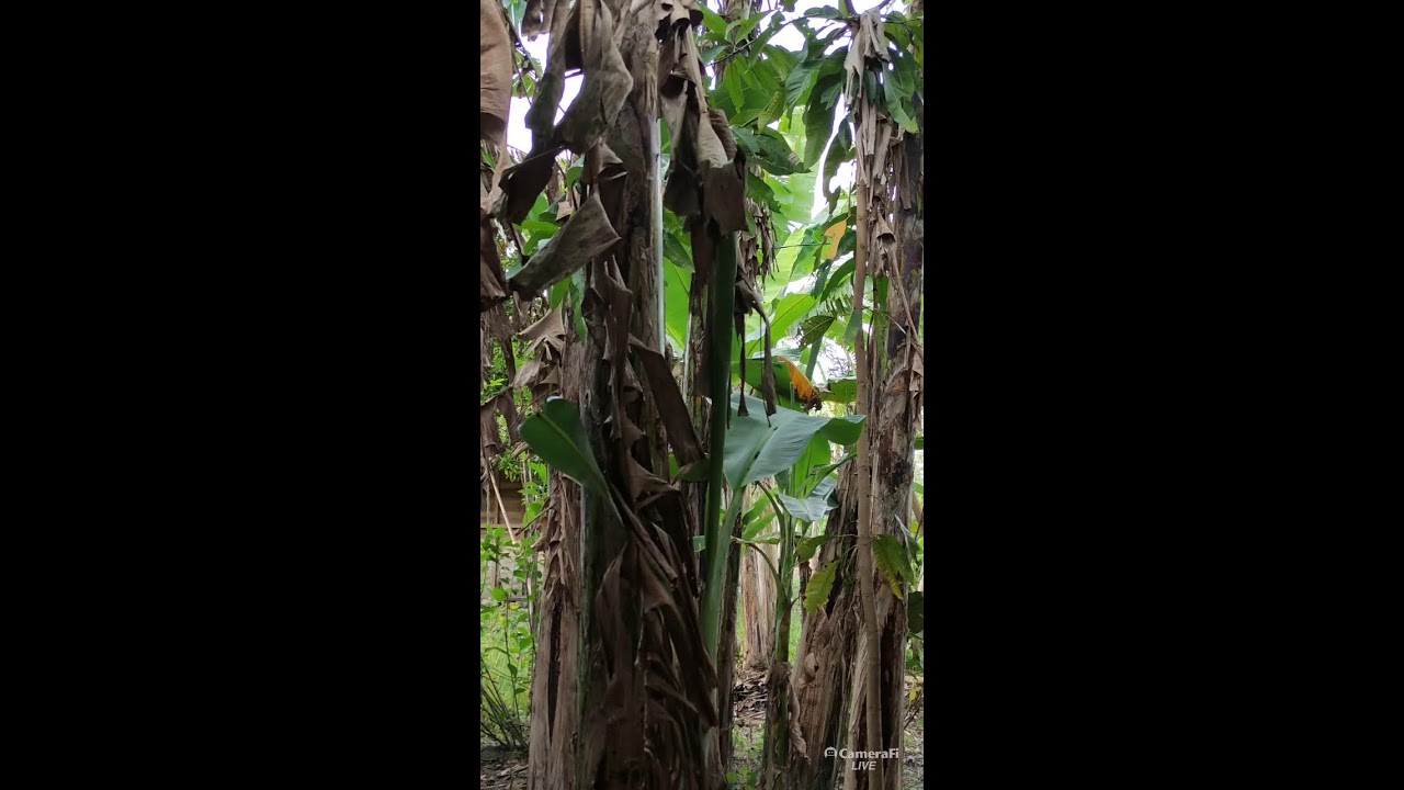 lagi kebun pisang Andik CS's broadcast