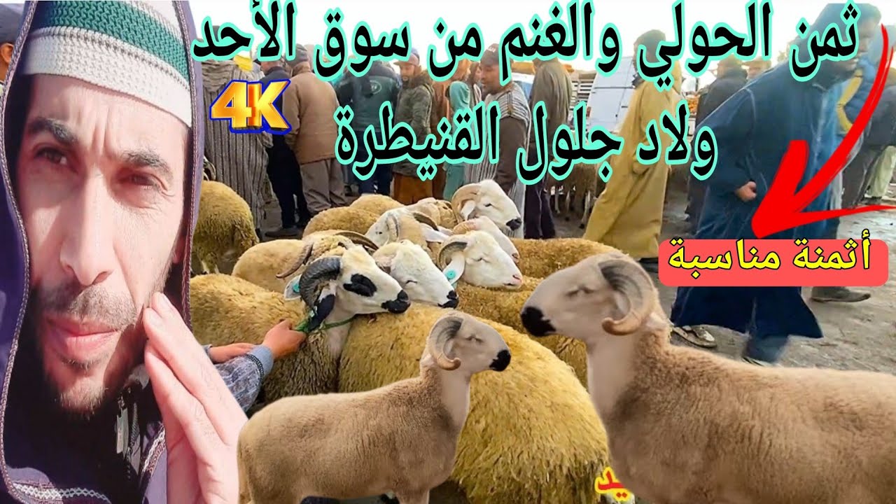🐏ثمن الحولي والغنم من سوق الأحد ولاد جلول القنيطرة على قناة المرضي 