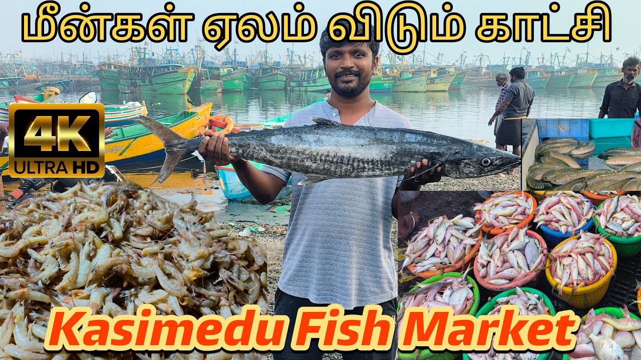 Kasimedu Fish Market | Fresh Fish Auction in Kasimedu | India's Biggest Fish Market