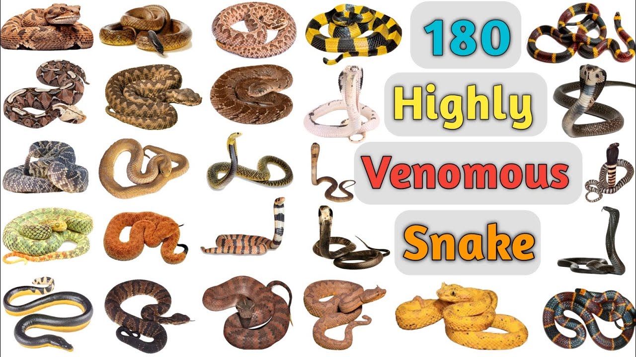 Highly Venomous Snakes Vocabulary ll 180 Highly Venomous Snakes name in English ll Poisonous Snakes