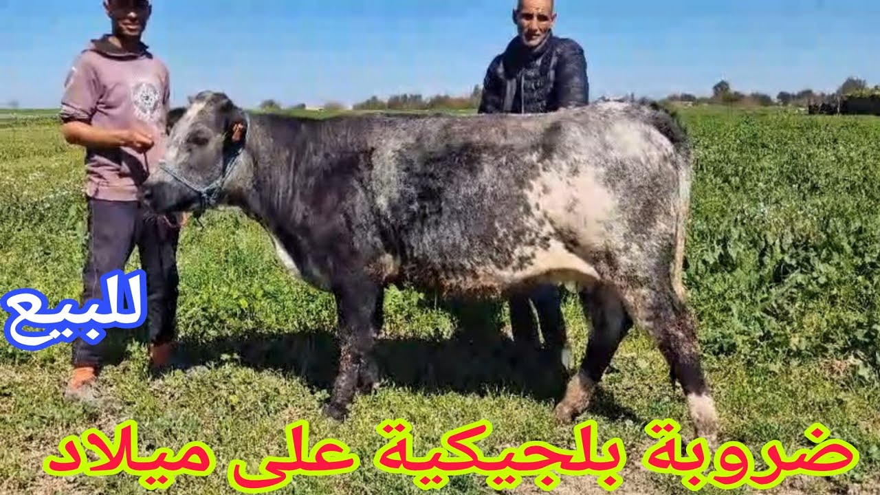 دائما الجديد💫 ضروبة بلجيكية على ميلاد💥 إتصل 06.41.08.11.85📞 ألو سي حوسين نواحي الغرب🇲🇦