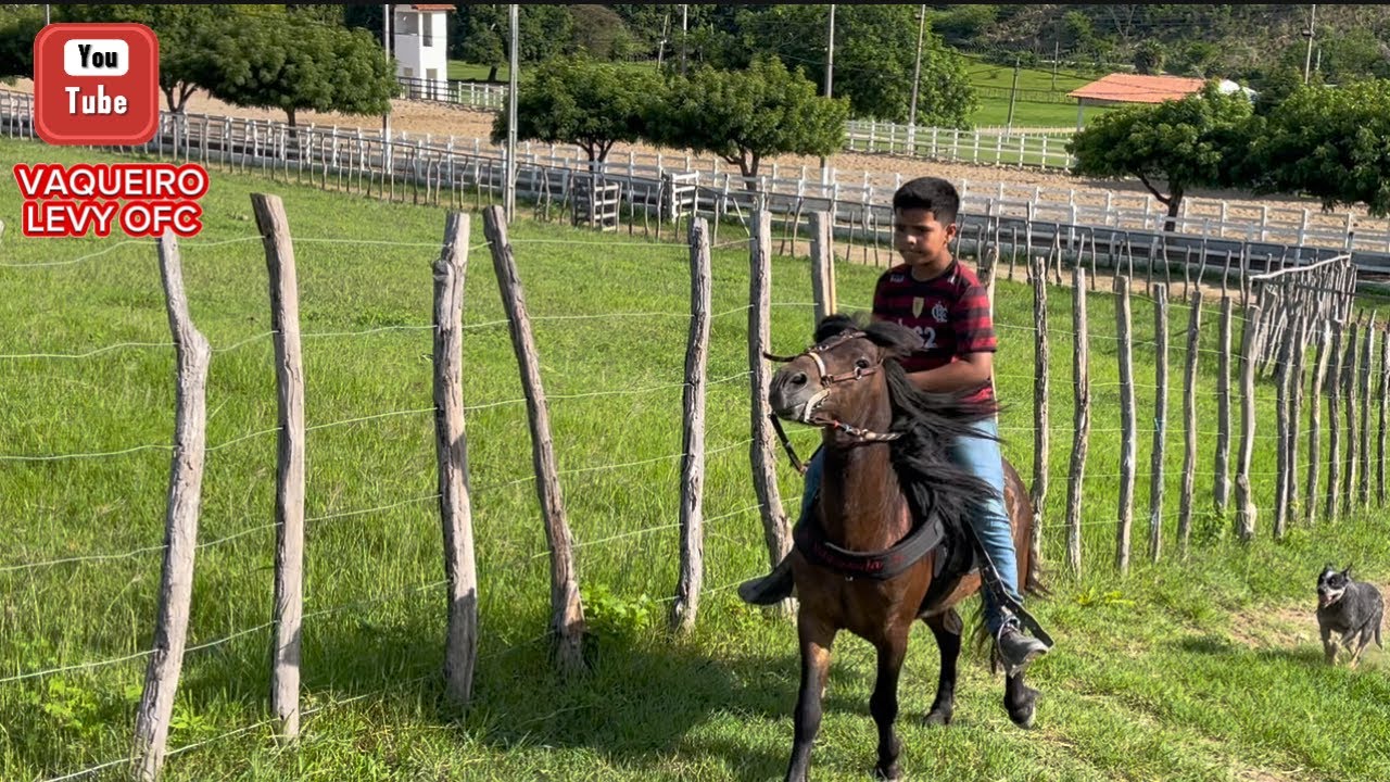 VAQUEIRO LEVY CAIU DO PÔNEI