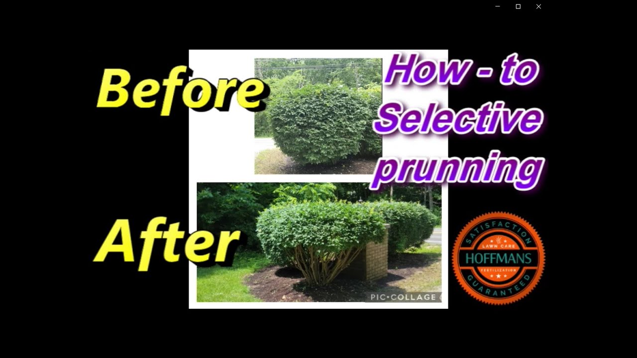 How to selective prune Shrubs Burning bush