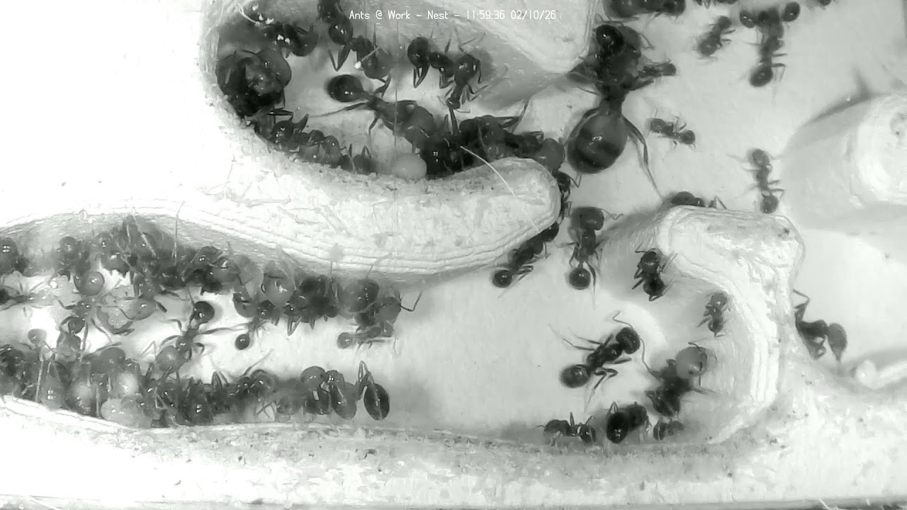 🐜 Nest, Day 1936 #1, Messor Barbarus Ant Farm Video Diary