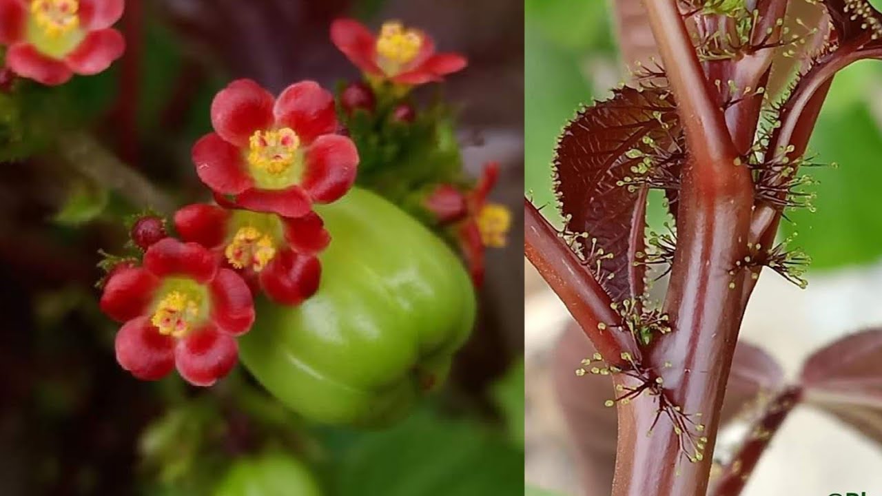 An Hairy Plant  - Jatropha gossypiifolia L.   🌿🌿