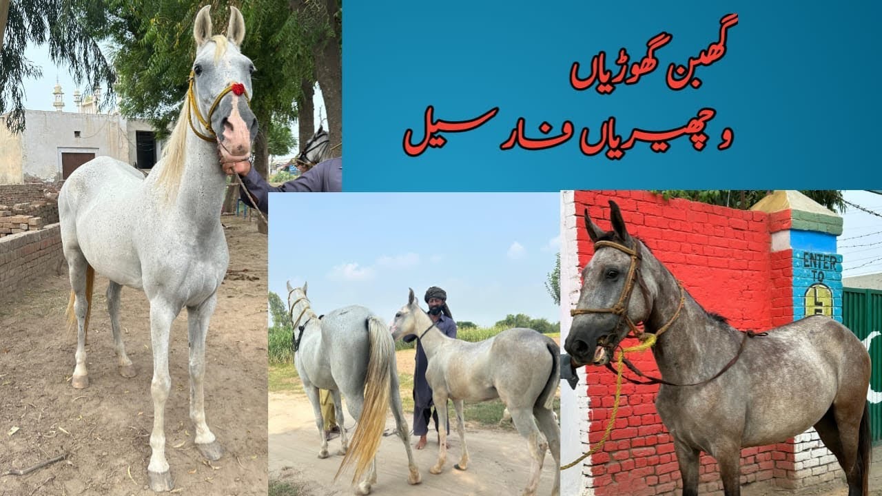 Female horse sale | baby horse sale | pregnant mare for sale low price 