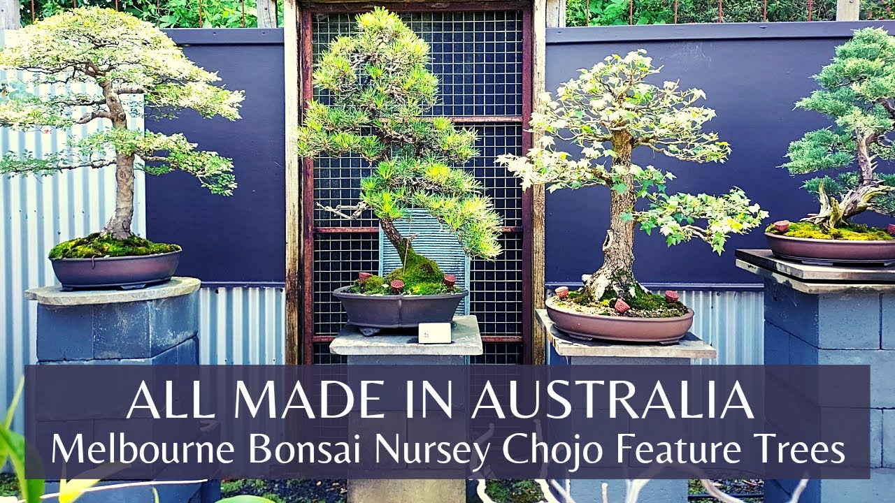 All Made in Australia Bonsai Garden by Inaugural Artist of  National Collection 豪国立盆栽コレクション担当盆栽師の盆栽園