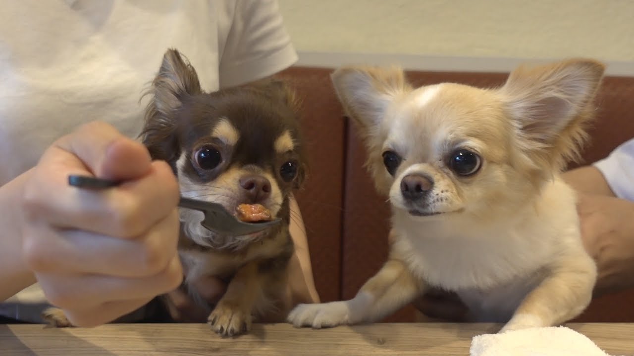 【コラボ】犬見知りなチワワ同士がお肉を取り合うとこうなります...【うしすけ】