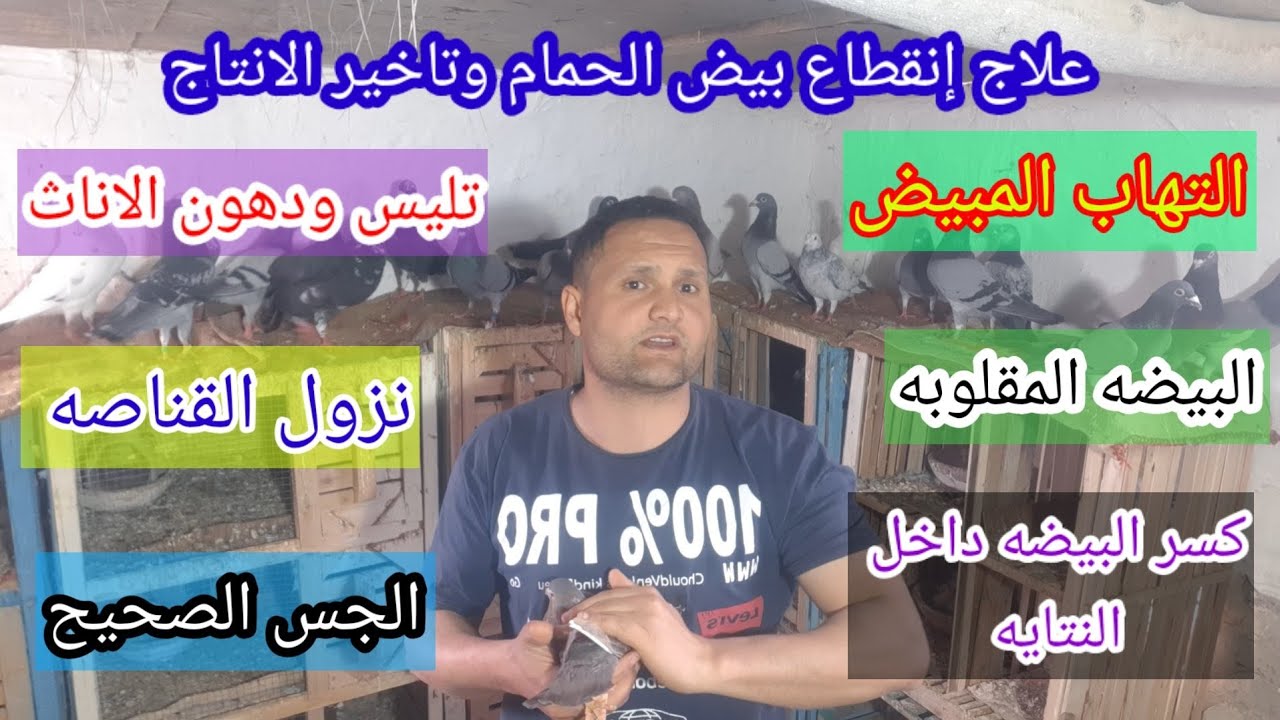 نتايه#الحمام عليها#بيضه ولا دي#قناصه  ولا#كيس دهني ولا #مشحمه#والجس الصحيح و#العلاج الصحيح لكل حاله