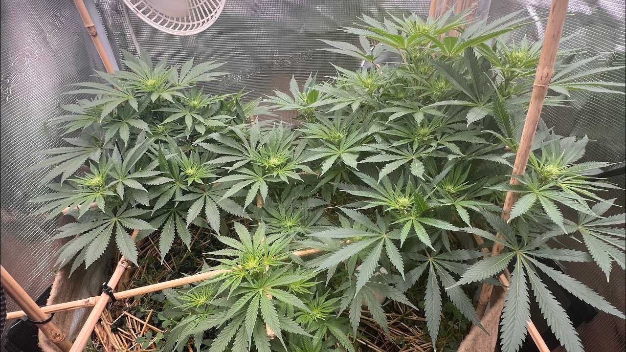 Day 19 of flower  white widow from AMS
