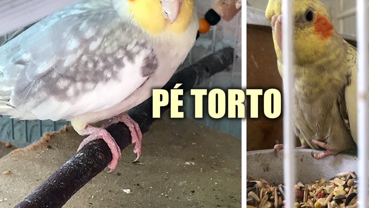 CALOPSITA COM PÉS TORTOS: COMO CORRIGIR?