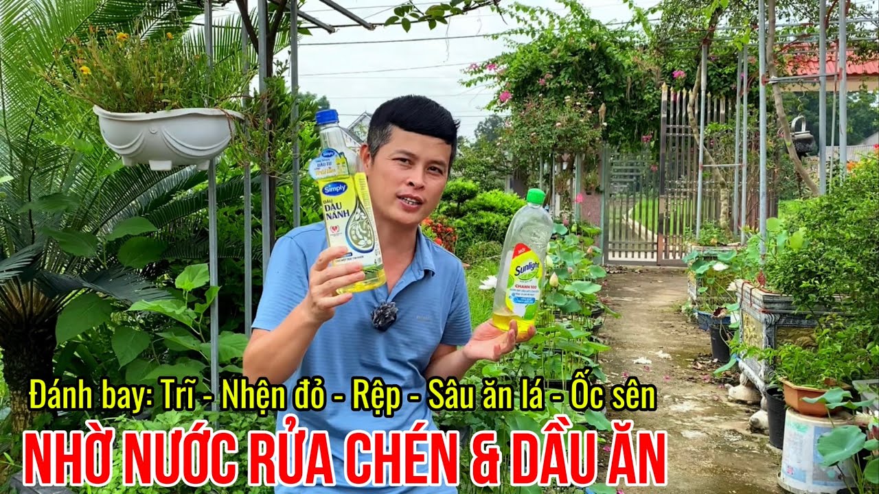 Nước rửa chén và Dầu ăn là khắc tinh của các loại sâu trên hoa cây cảnh