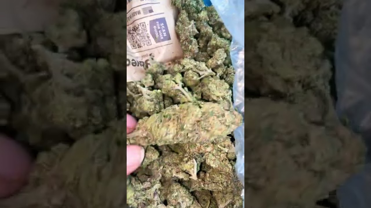 First harvest up close the haters said you posted weed on the internet like it&rsquo;s 1980 lmao 🤣 😂