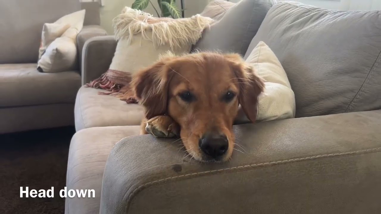 Mallow Video Portfolio - Golden Retriever