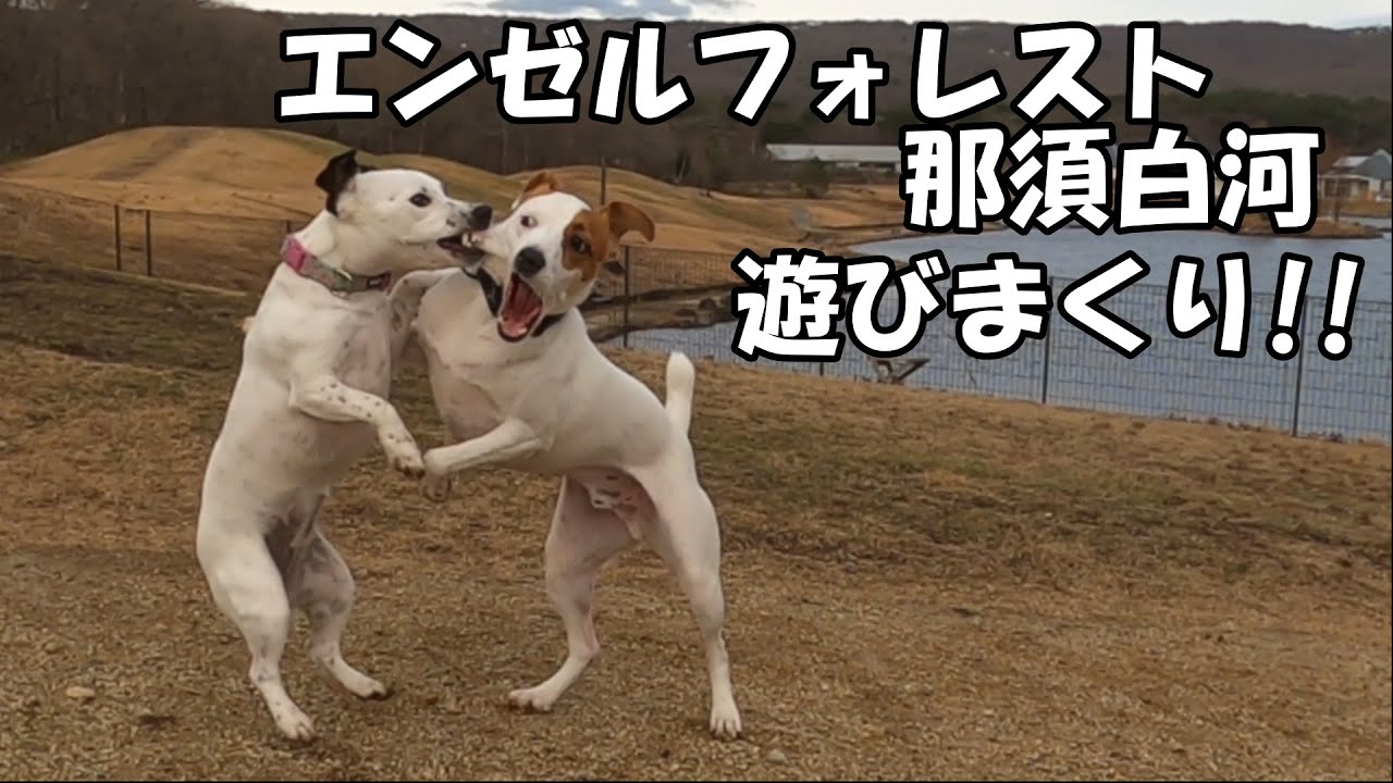 【エンゼルフォレスト那須白河】ずっとはしゃいでいたハクリン♪楽しすぎたみたいです