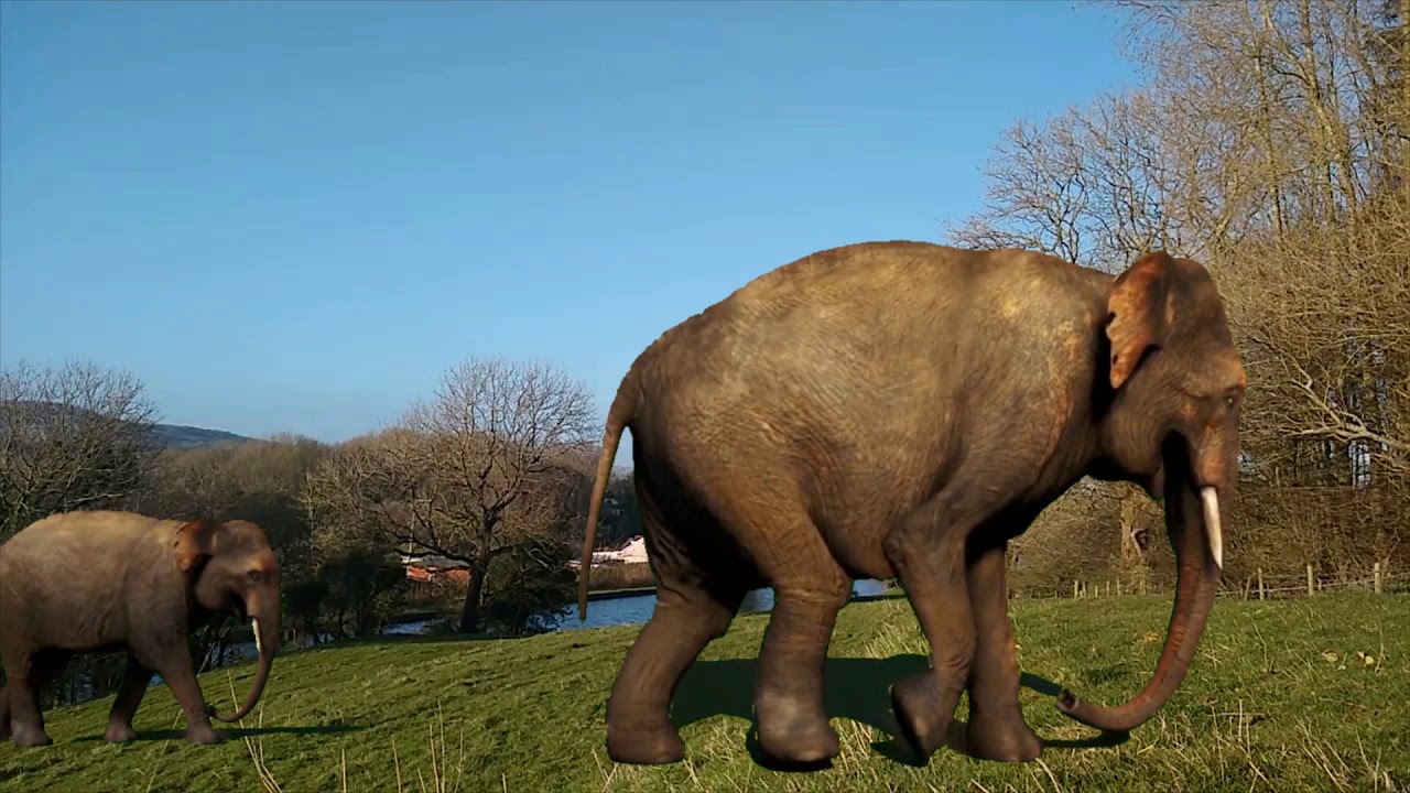 Elephant green screen