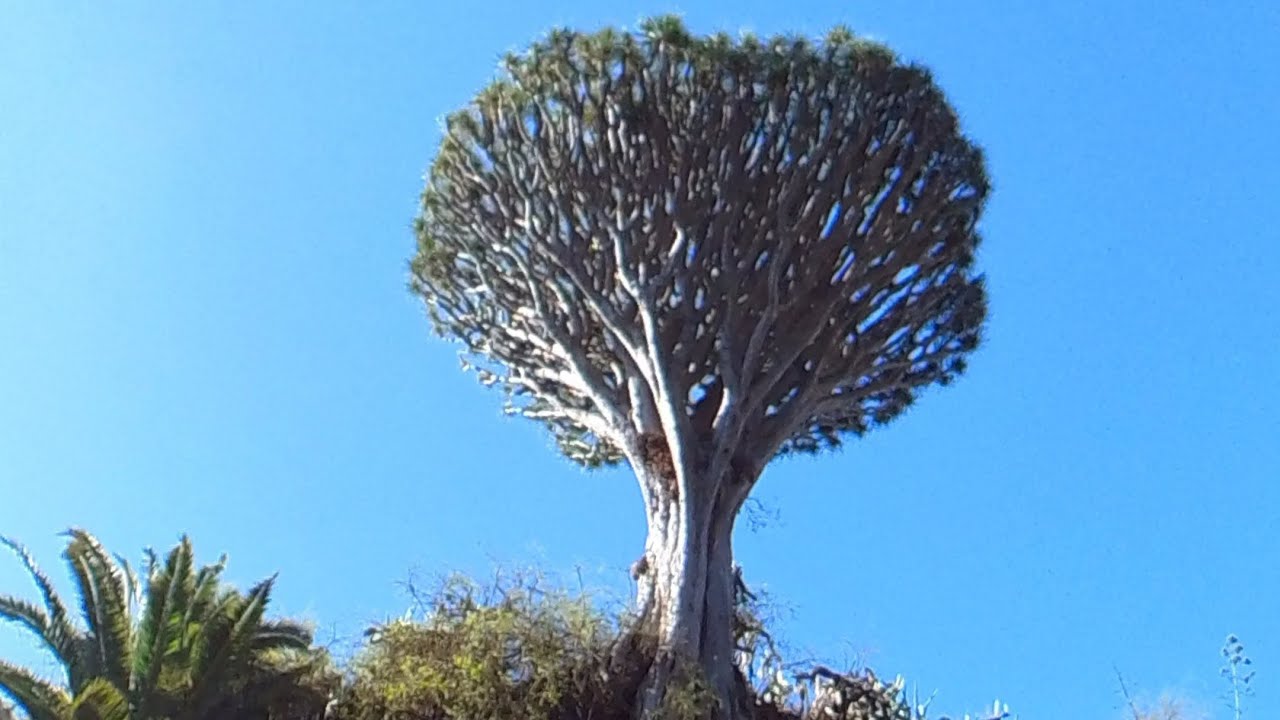 Utiaca - Vegueta senderismo. Gran Canaria andando.