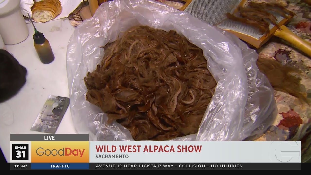 Try some fun and unique crafts at the Wild West Alpaca Show! 8am