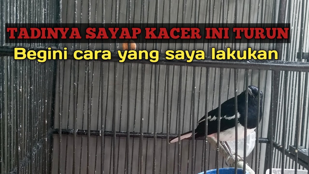 Sayap kacer mu turun lakukan hal ini biar normal kembali. Perkembangan kacer MH