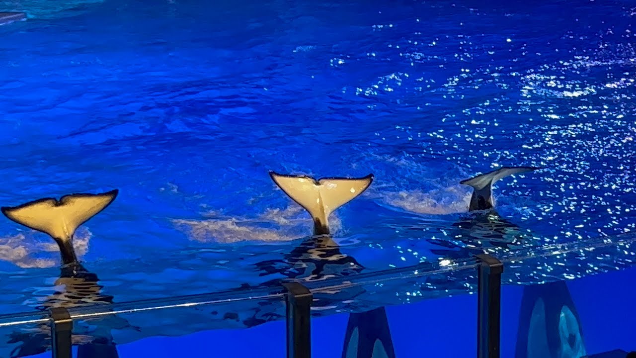 Orca Encounter - Night Time | SeaWorld Orlando | March 15, 2023
