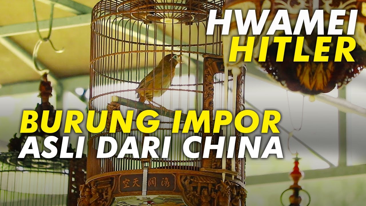 Hwamei HITLER Burung Impor Asli China yang di Lombakan di Indonesia | Piala Raja Kediri