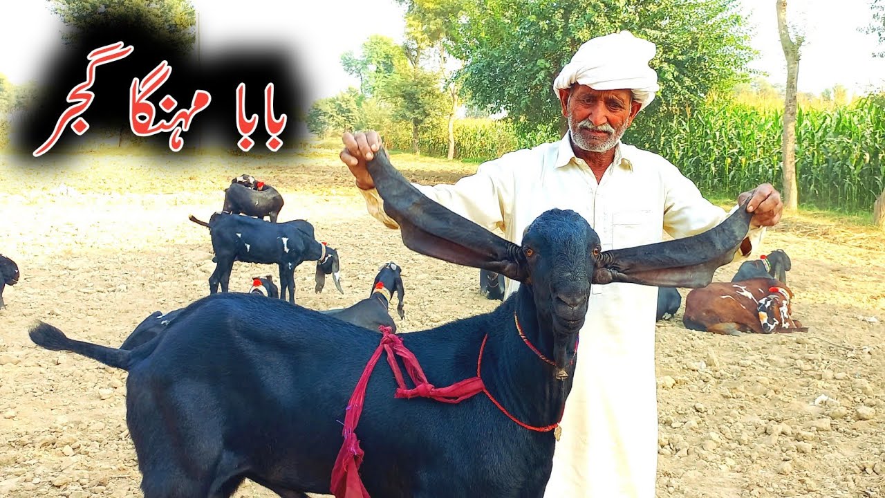 Top Class Amritsari Milking Goats Of   Baba Mehngh Gujjar Of Pakpattan #sahiwalbakramandi #goats