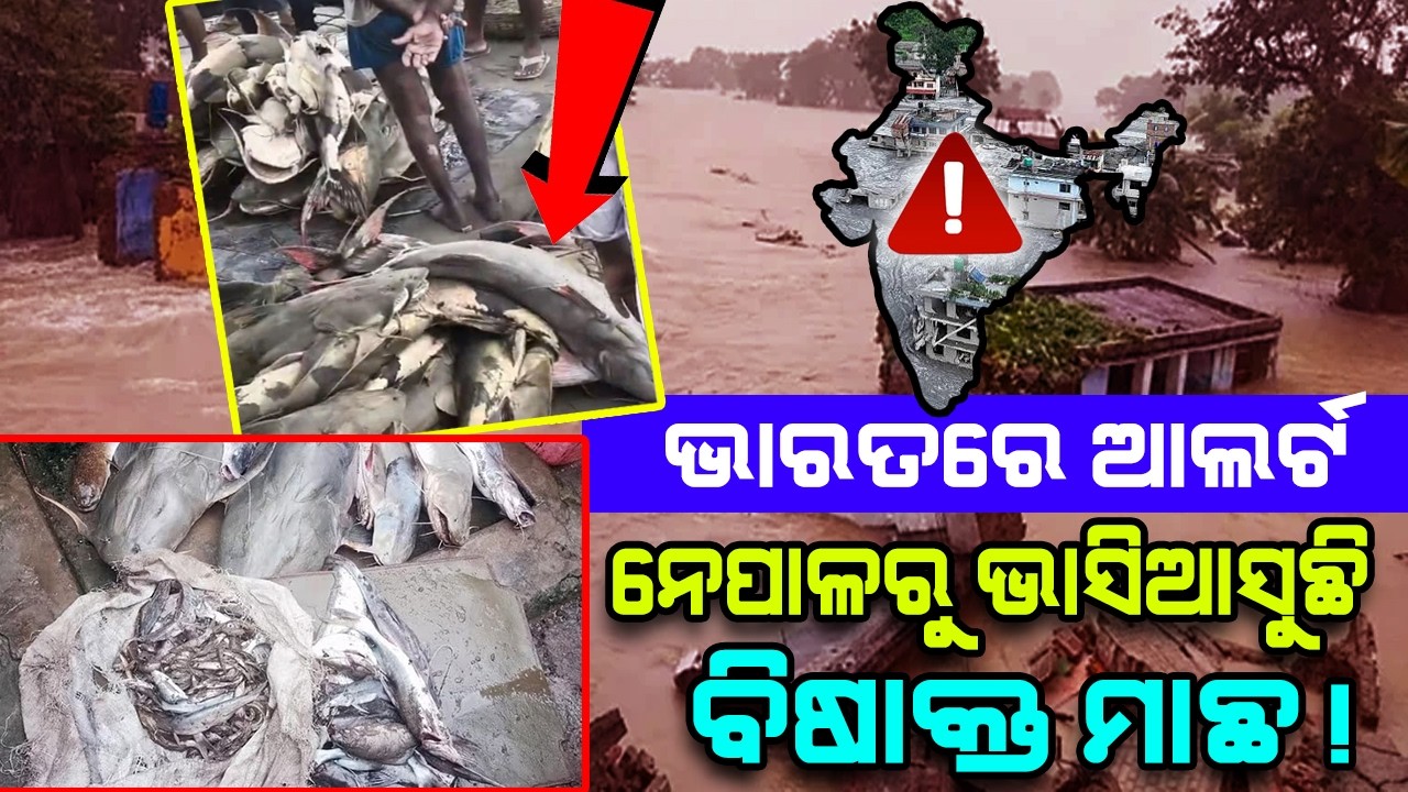 Nepal Floods Trigger Major Health Alert in India! Toxic Giant Fish Floating In Bihar Rivers