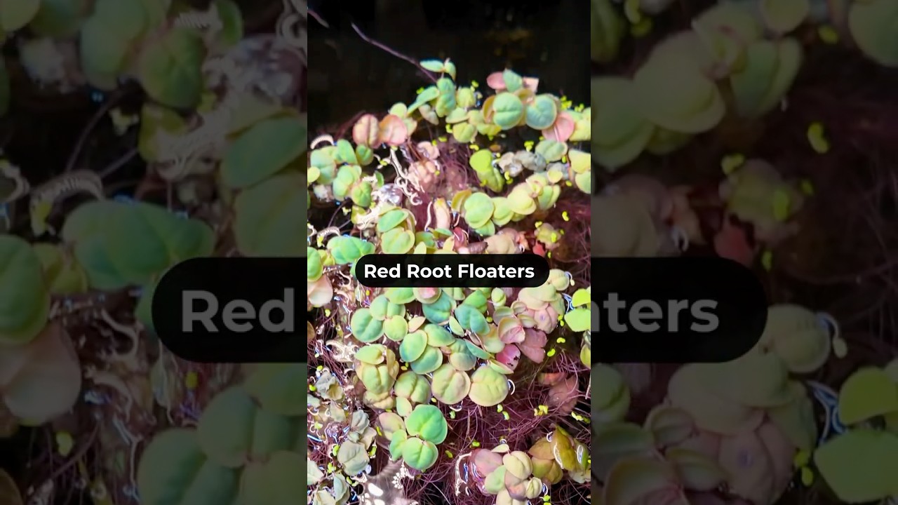 Red Root Floaters | Floater Plants