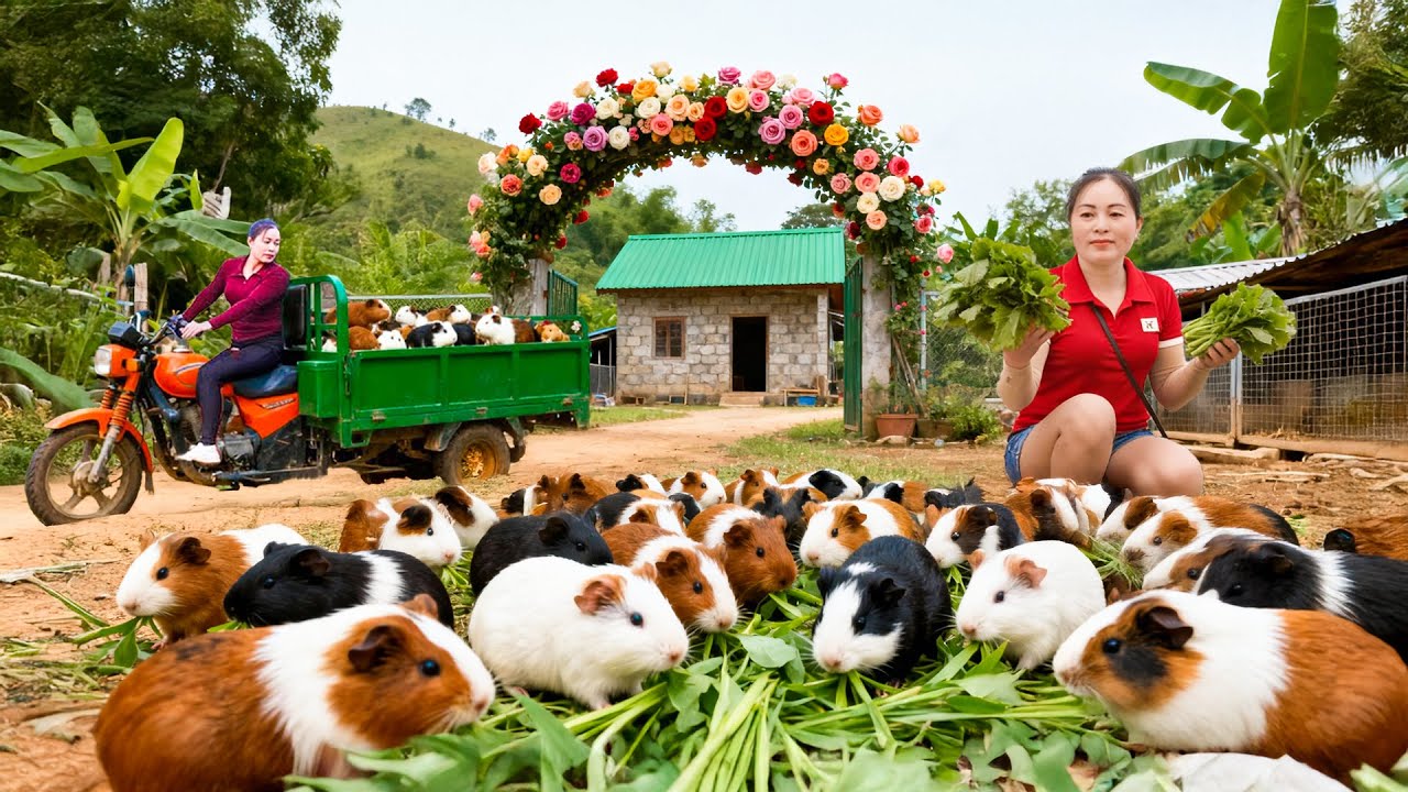 Harvesting Many Guinea Pigs After One Year of Raising Using a Truck to Transport for Sale