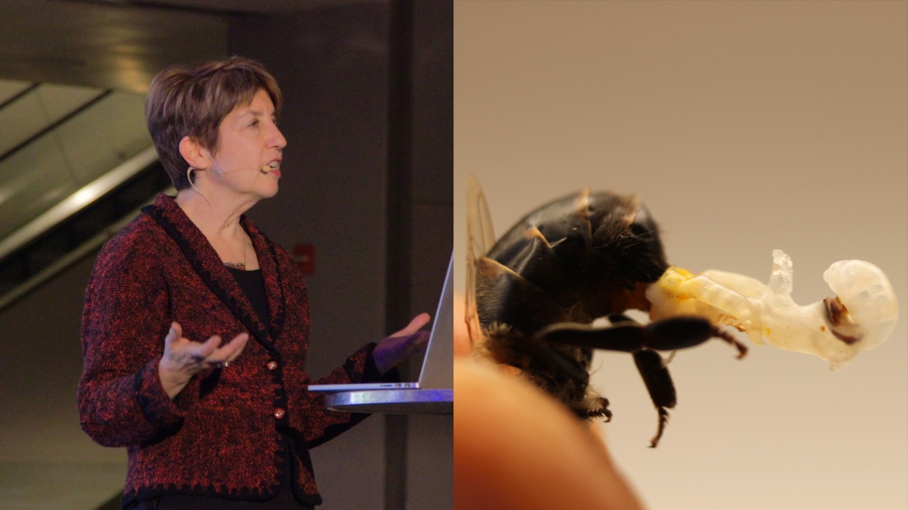 The Surprising Lives of Insects - AMNH SciCafe