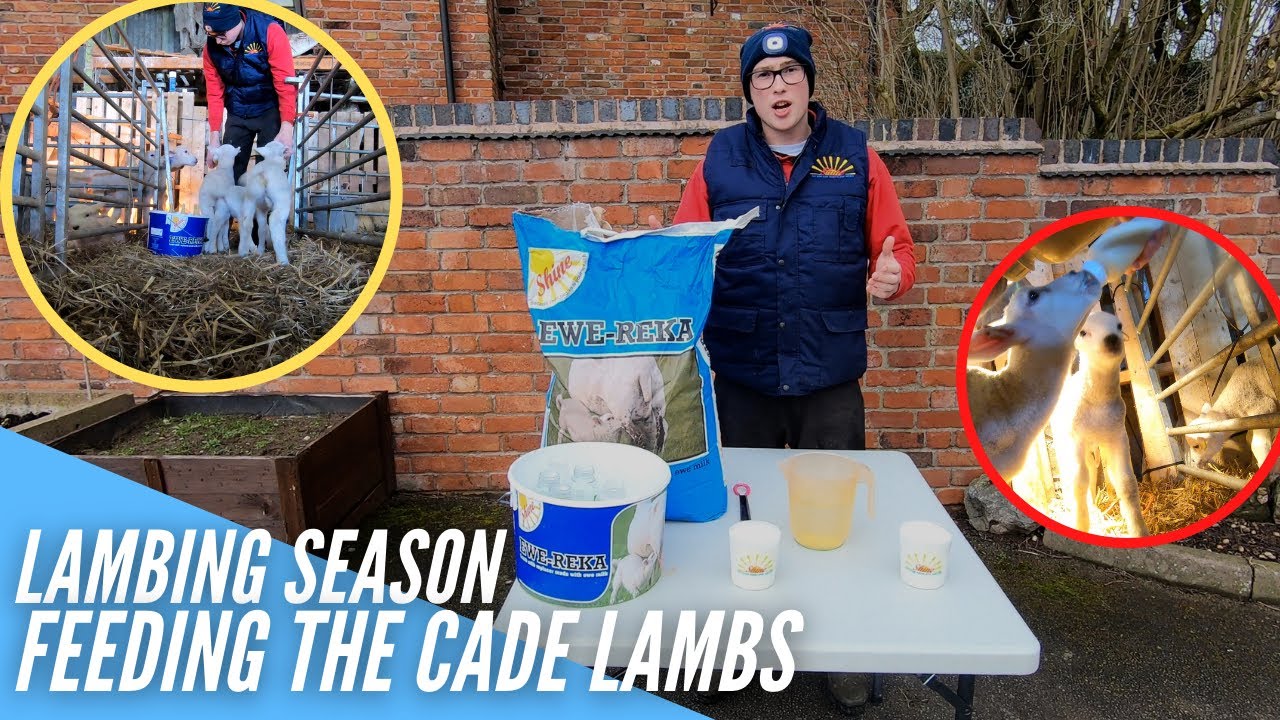 LAMBING SEASON | FEEDING THE CADE LAMBS