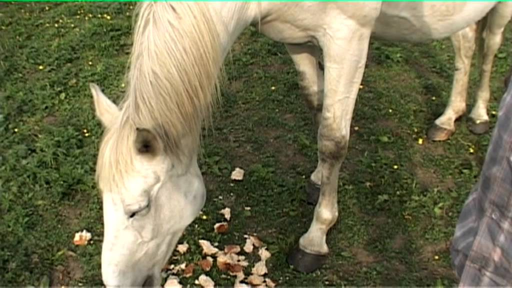 Dublin workhorse 1of 2.mov